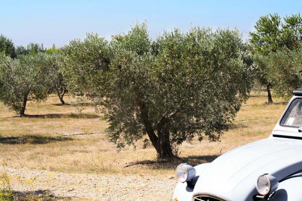 2CV et oliviers, les symboles de la Provence