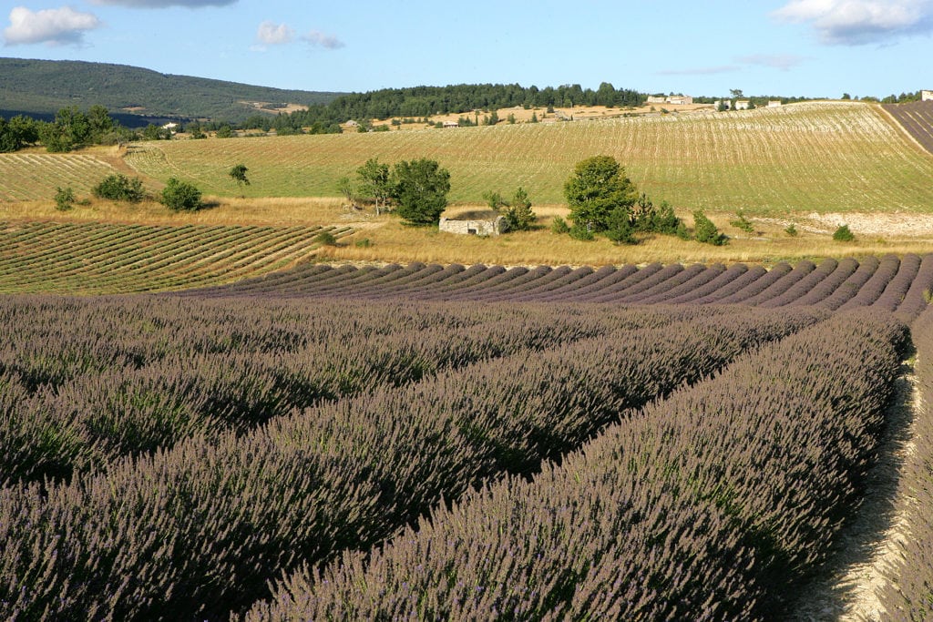 Lavandes provence